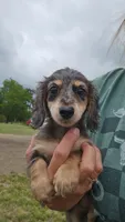 Emmy, a female Miniature Dachshund for sale in Winnsboro, TX – 1 of 3