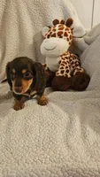 Tabitha, a female Miniature Dachshund for sale in Winnsboro, TX – 3 of 6