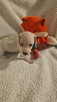 Male 2, a male Miniature Dachshund for sale in Winnsboro, TX – 1 of 5