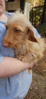 Duke, a male Dachshund for sale in Winnsboro, TX – 2 of 2