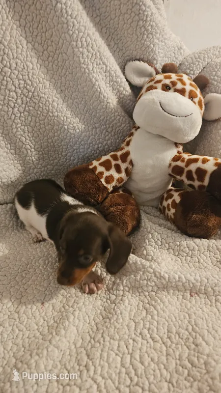 Daisys female 2 – Miniature Dachshund puppy for sale in Winnsboro, TX