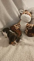 Daisys female 2, a female Miniature Dachshund for sale in Winnsboro, TX – 1 of 3