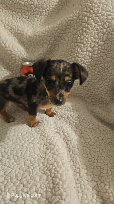 Little man – Dachshund puppy for sale in Winnsboro, TX