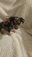 Little man, a male Dachshund for sale in Winnsboro, TX – 1 of 3