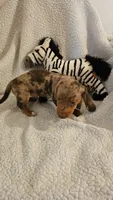 Dash, a male Miniature Dachshund for sale in Winnsboro, TX – 5 of 6