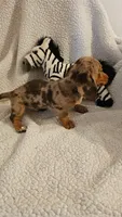 Dash, a male Miniature Dachshund for sale in Winnsboro, TX – 4 of 6