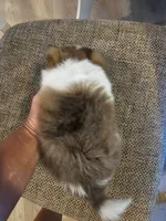 Jack, a male Pomeranian and Shih Tzu for sale in Winnsboro, TX – 2 of 2