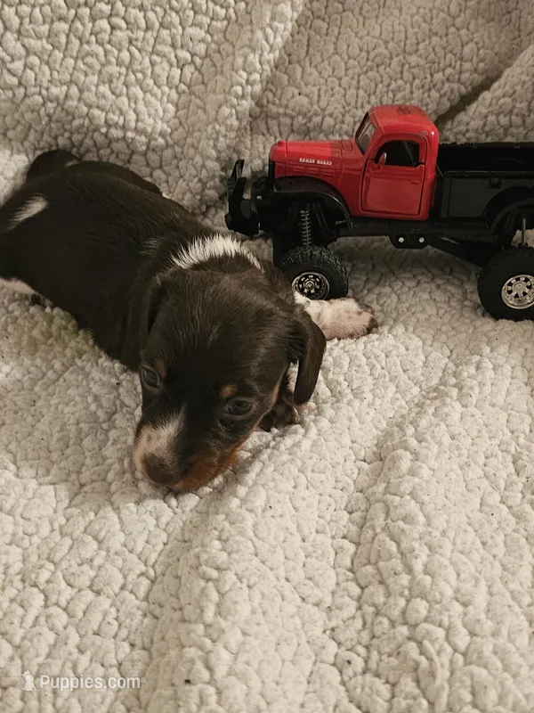 Tank – Miniature Dachshund puppy for sale in Winnsboro, TX