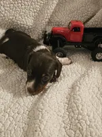 Tank, a male Miniature Dachshund for sale in Winnsboro, TX – 1 of 3