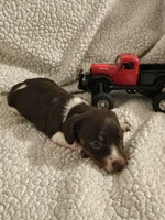 Tank, a male Miniature Dachshund for sale in Winnsboro, TX – 2 of 3