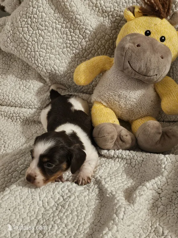 Molly – Miniature Dachshund puppy for sale in Winnsboro, TX