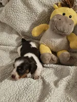 Molly, a female Miniature Dachshund for sale in Winnsboro, TX – 1 of 3