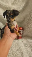 Little man, a male Dachshund for sale in Winnsboro, TX – 3 of 3