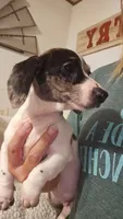 Toby, a male Miniature Dachshund for sale in Winnsboro, TX – 3 of 3