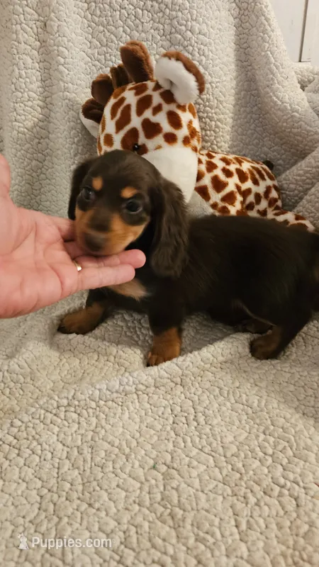 Tabitha – Miniature Dachshund puppy for sale in Winnsboro, TX