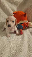 Male 2, a male Miniature Dachshund for sale in Winnsboro, TX – 5 of 5