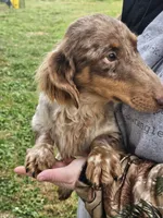 Sir King, a male Dachshund for sale in Winnsboro, TX – 2 of 3