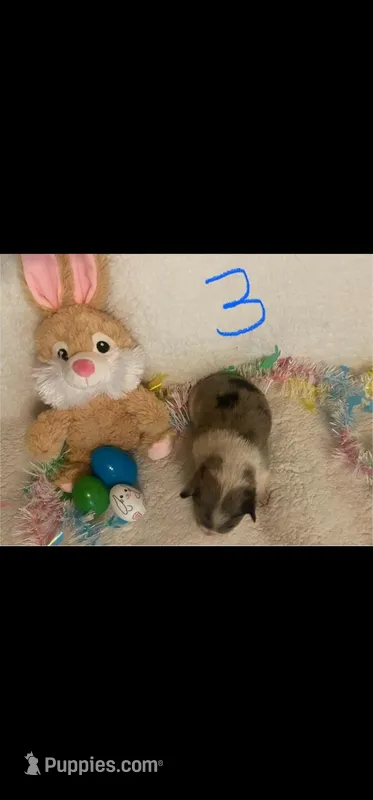 Dot M 3 – Australian Cattle Dog, Pembroke Welsh Corgi puppy for sale in Winnsboro, TX