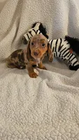 Dash, a male Miniature Dachshund for sale in Winnsboro, TX – 2 of 6