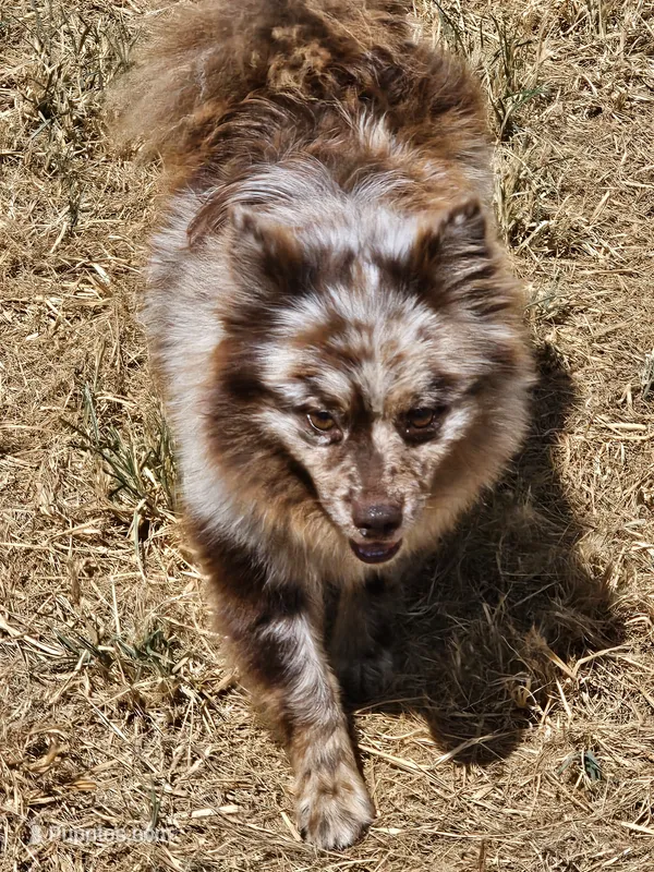 Chip – Pomeranian puppy for sale in Winnsboro, TX