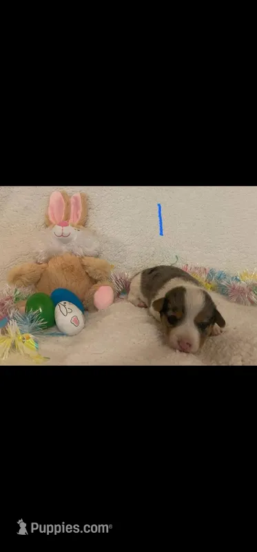 Dot M 1 – Australian Cattle Dog, Pembroke Welsh Corgi puppy for sale in Winnsboro, TX