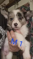 Male 1, a male Australian Cattle Dog and Pembroke Welsh Corgi for sale in Winnsboro, TX – Photo 1 of 2
