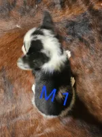 Male 1, a male Australian Cattle Dog and Pembroke Welsh Corgi for sale in Winnsboro, TX – Photo 2 of 2