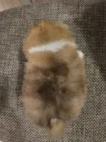 Judah, a male Pomeranian and Shih Tzu for sale in Winnsboro, TX – 2 of 2