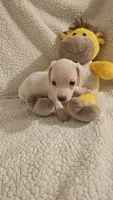 Male 1, a male Miniature Dachshund for sale in Winnsboro, TX – 2 of 5