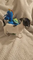 Male 3, a male Miniature Dachshund for sale in Winnsboro, TX – 4 of 4