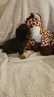 Tabitha, a female Miniature Dachshund for sale in Winnsboro, TX – 6 of 6