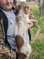 Sir King, a male Dachshund for sale in Winnsboro, TX – 3 of 3