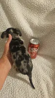 Little man, a male Dachshund for sale in Winnsboro, TX – 2 of 3