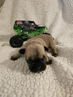 Buster, a male French Bulldog for sale in Winnsboro, TX – Photo 1 of 5