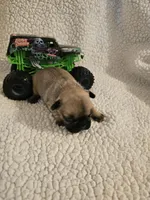 Buster, a male French Bulldog for sale in Winnsboro, TX – Photo 2 of 5