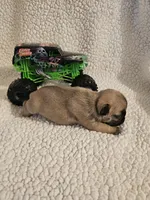 Buster, a male French Bulldog for sale in Winnsboro, TX – Photo 3 of 5