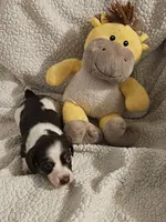 Molly, a female Miniature Dachshund for sale in Winnsboro, TX – 3 of 3