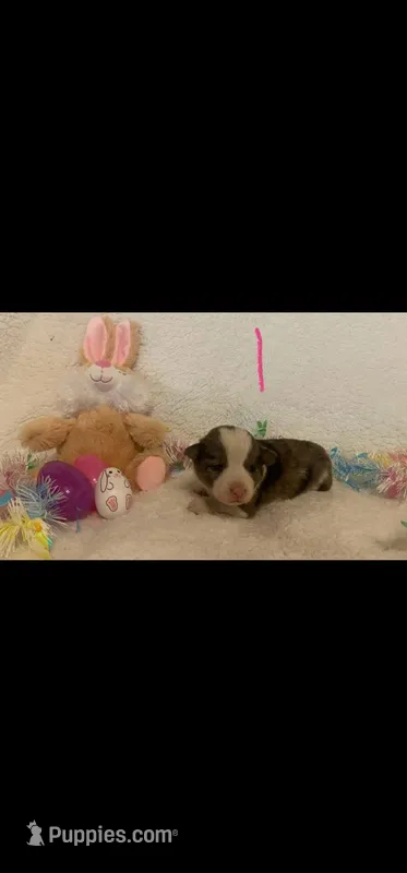 Dot F 1 – Australian Cattle Dog, Pembroke Welsh Corgi puppy for sale in Winnsboro, TX