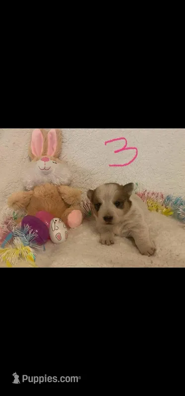 Dot F 3 – Australian Cattle Dog, Pembroke Welsh Corgi puppy for sale in Winnsboro, TX