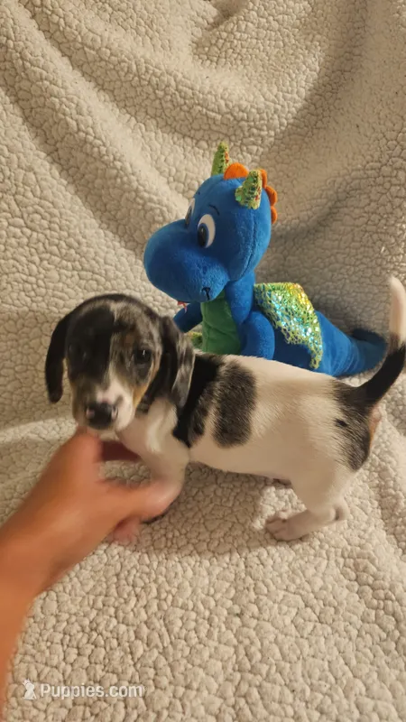 Male 3 – Miniature Dachshund puppy for sale in Winnsboro, TX