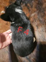 Female 4, a female Australian Cattle Dog and Pembroke Welsh Corgi for sale in Winnsboro, TX – Photo 2 of 2