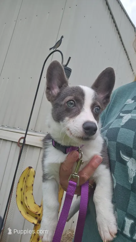 Female 3 – Australian Cattle Dog, Pembroke Welsh Corgi puppy for sale in Winnsboro, TX