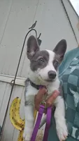 Female 3, a female Australian Cattle Dog and Pembroke Welsh Corgi for sale in Winnsboro, TX – 1 of 2