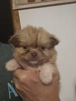 Judah, a male Pomeranian and Shih Tzu for sale in Winnsboro, TX – 1 of 2