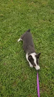 Female 3, a female Australian Cattle Dog and Pembroke Welsh Corgi for sale in Winnsboro, TX – 2 of 2