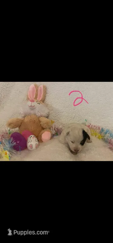 Dot F 2 – Australian Cattle Dog, Pembroke Welsh Corgi puppy for sale in Winnsboro, TX