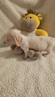 Male 1, a male Miniature Dachshund for sale in Winnsboro, TX – 5 of 5