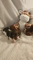 Daisys female 2, a female Miniature Dachshund for sale in Winnsboro, TX – 3 of 3