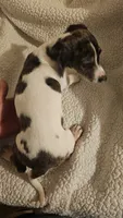 Toby, a male Miniature Dachshund for sale in Winnsboro, TX – 1 of 3