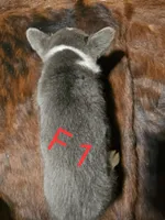 Female 1, a female Australian Cattle Dog and Pembroke Welsh Corgi for sale in Winnsboro, TX – Photo 2 of 2